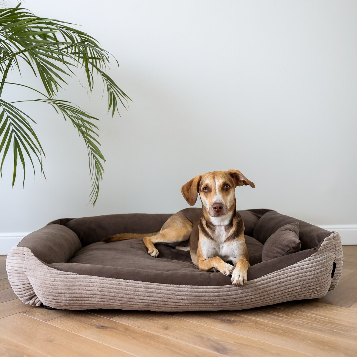 Sztruksowe legowisko dla psa MOLLY, 80x60 cm, Brąz