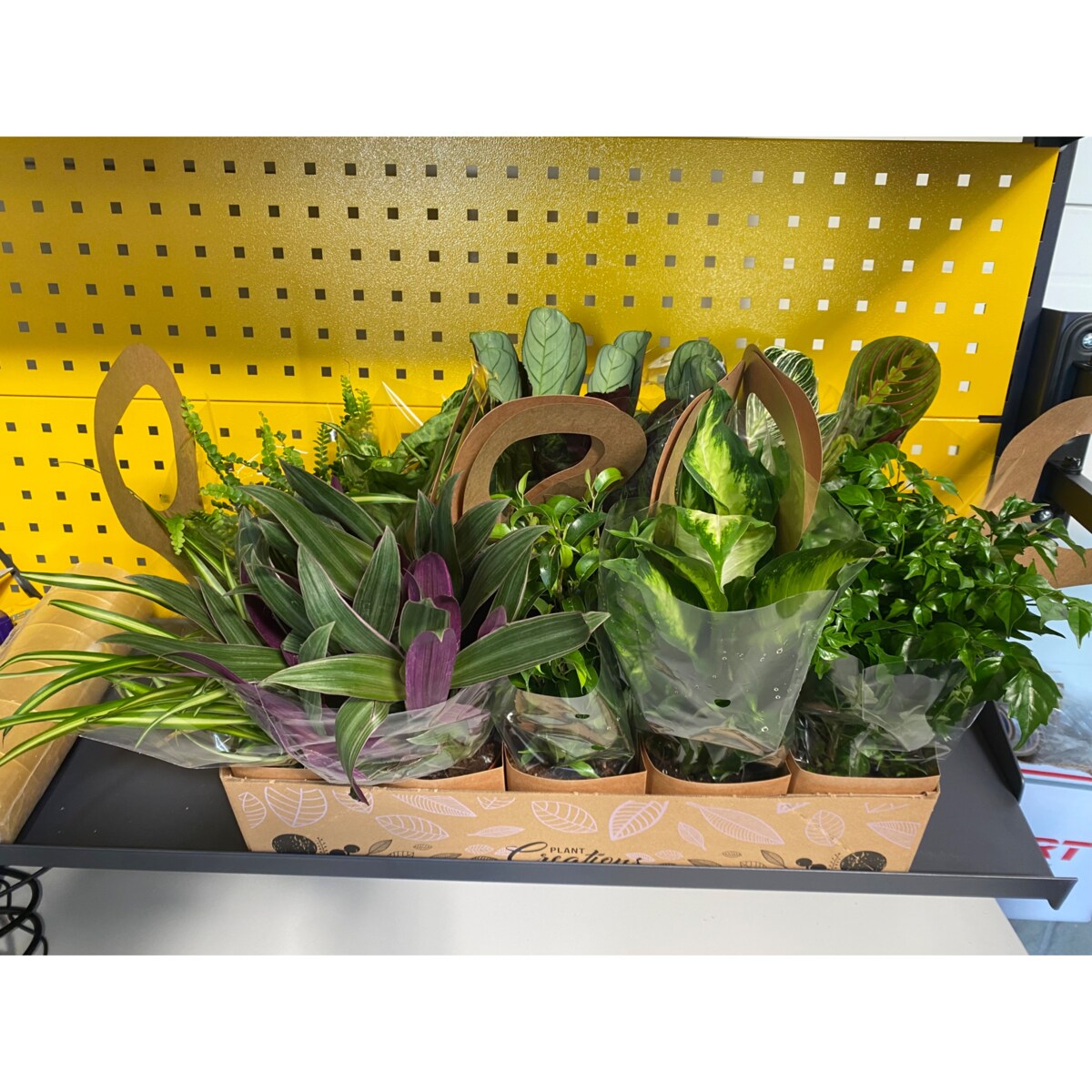 Mix 2 losowych roślin z Eco Tas gratis – doniczka Ø 12 cm – wysokość 40 cm