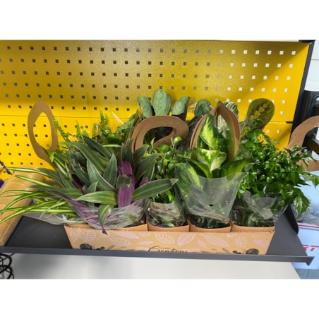 Mix 2 losowych roślin z Eco Tas gratis – doniczka Ø 12 cm – wysokość 40 cm