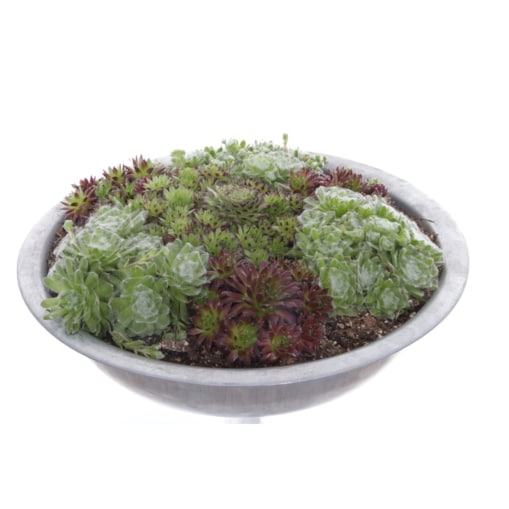 XXL Rojnik Sempervivum w ocynkowanej Donicy doniczka 35cm wysokość 15cm