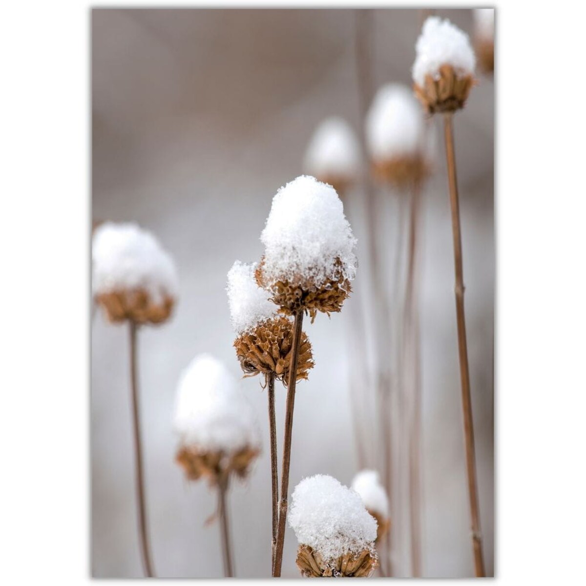 plakat flowers in snow 21x30 cm