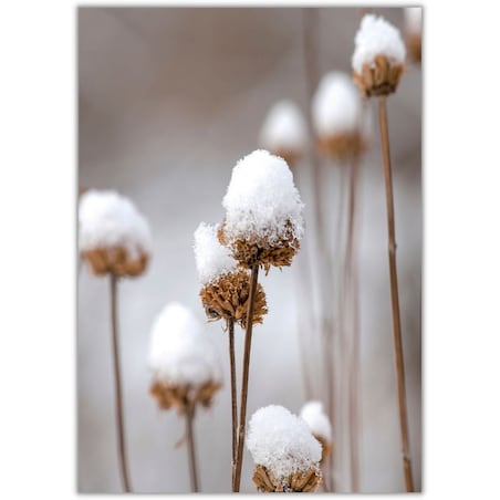 plakat flowers in snow 21x30 cm