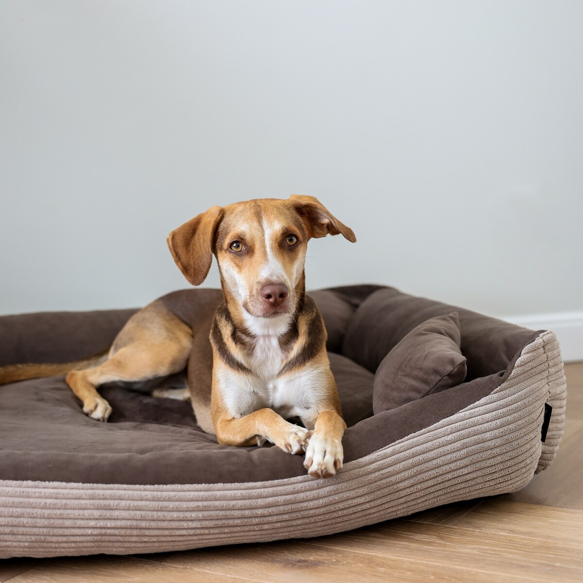 Sztruksowe legowisko dla psa MOLLY, 80x60 cm, Brąz