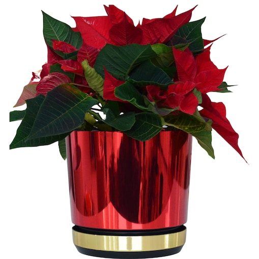 26 cm Doniczka z podstawką Czerwona + Złoty błyszczący wysoki połysk świąteczna do POINSECJI Gwiazdy Betlejemskiej dekoracja do stroików z drenażem wzór DUO/083/011