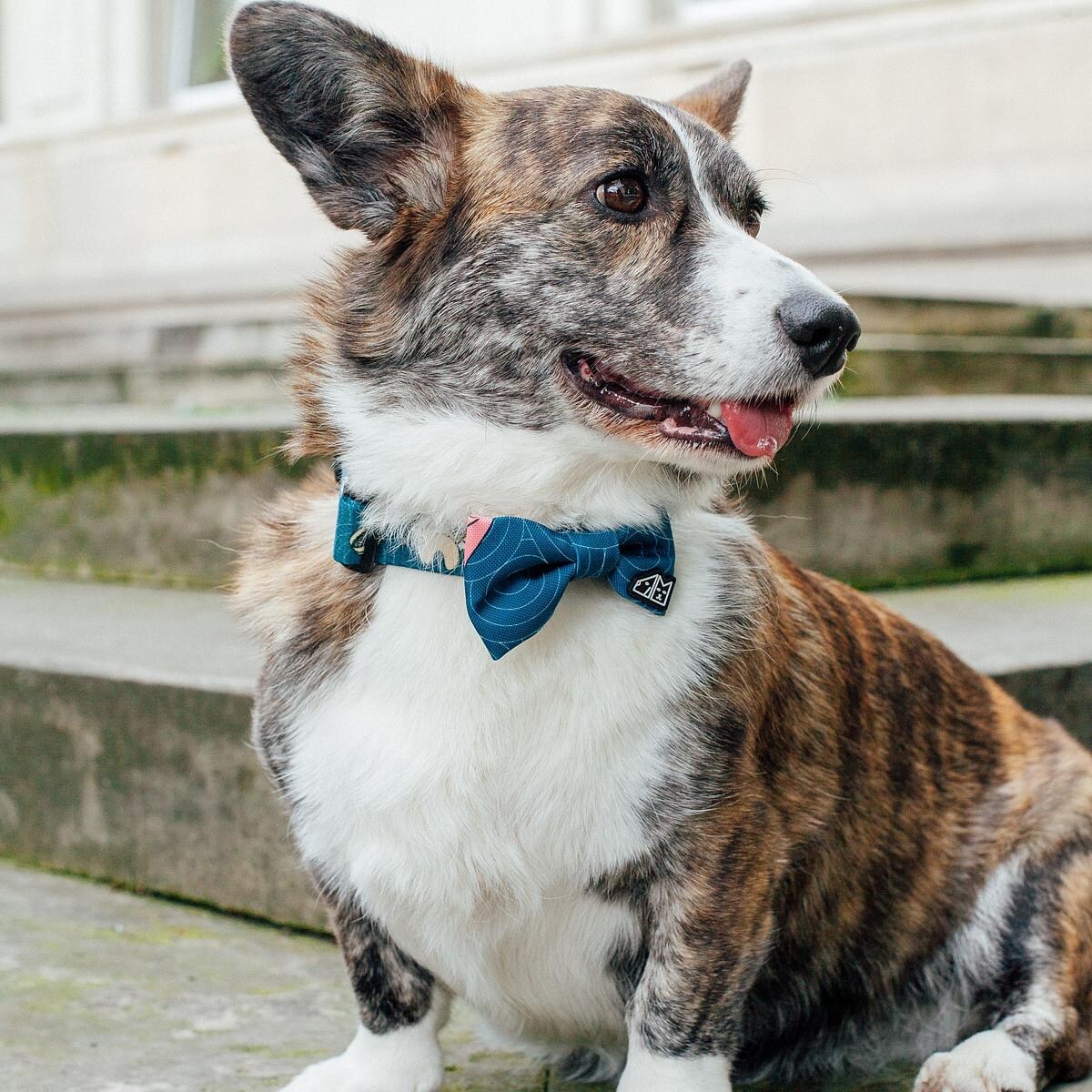 Obroża dla psa lub kota "Psutomaki" - Szerokość taśmy: 25mm, Rozmiar: XL