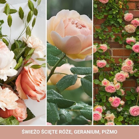 YC SIGNATURE – Świeca duża FRESH CUT ROSES