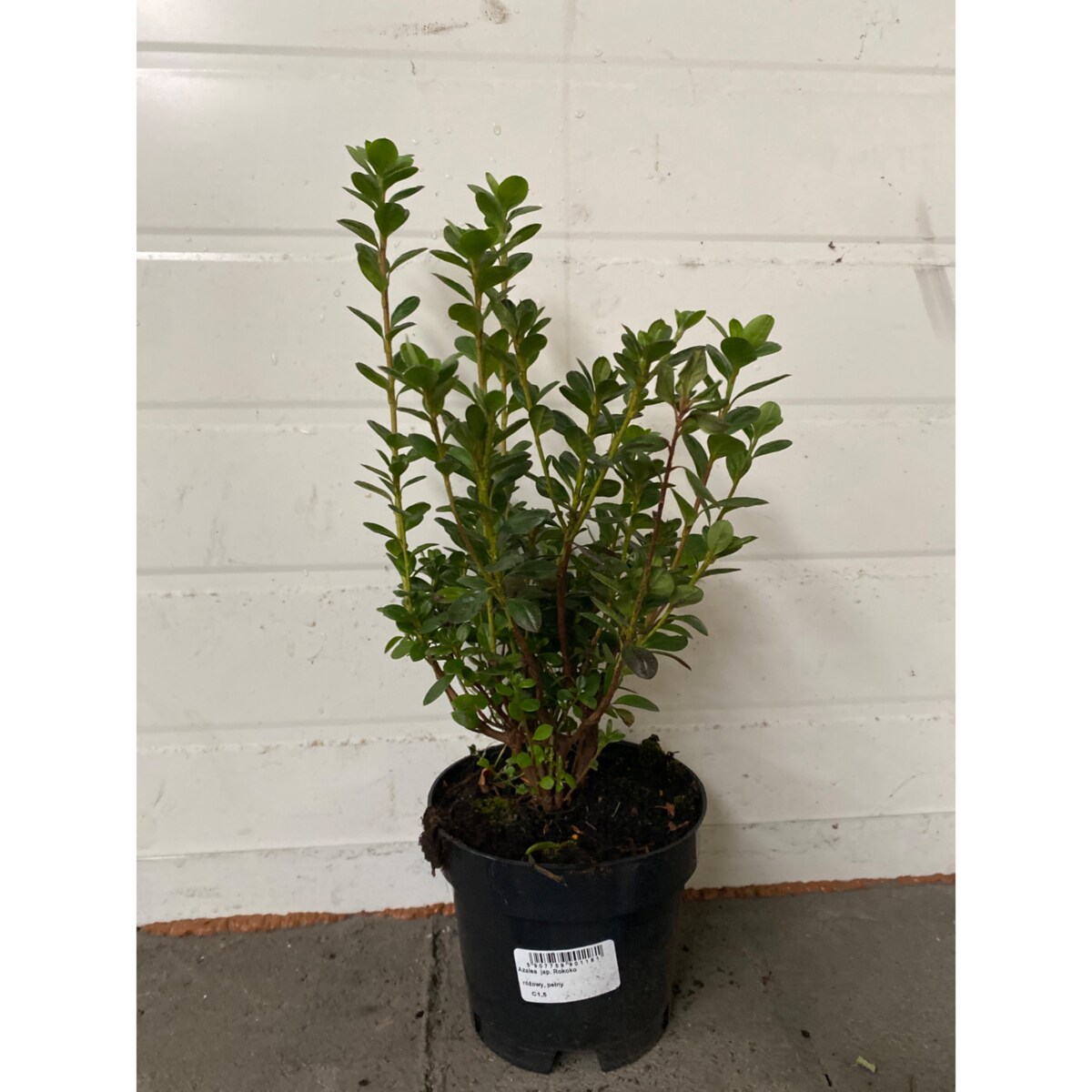 Azalia japońska-Azalea Rokoko Doniczka Ø 15 cm – Wysokość ok. 35 cm