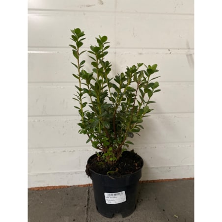 Azalia japońska-Azalea Rokoko Doniczka Ø 15 cm – Wysokość ok. 35 cm