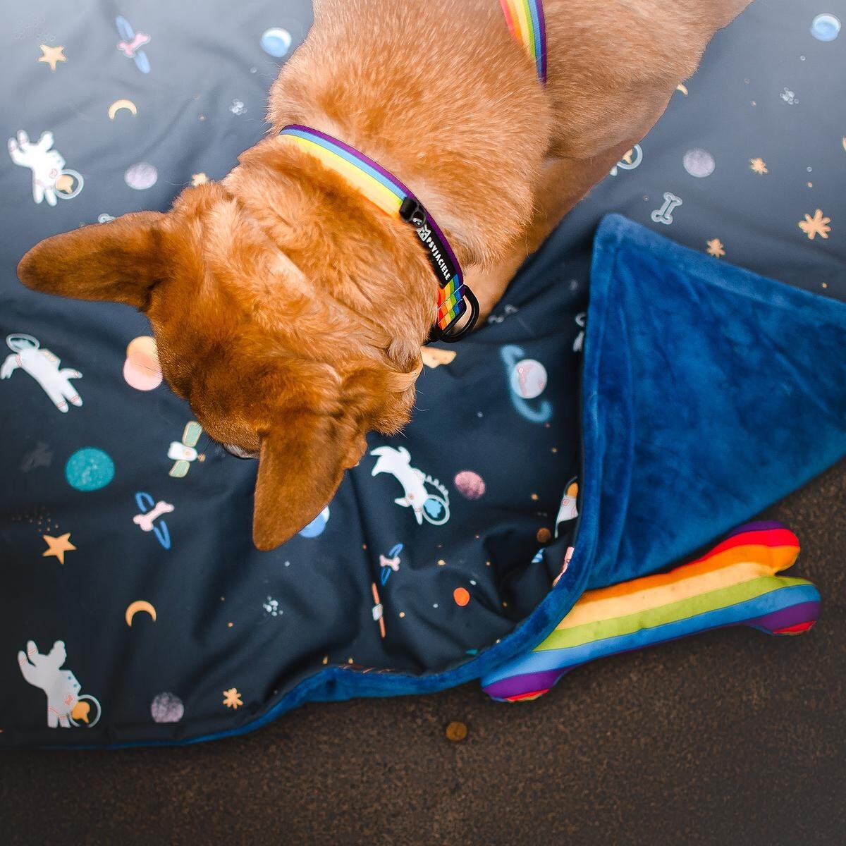 Obroża dla psa lub kota "Miłość, równość, gryzaki" - Szerokość taśmy: 20mm, Rozmiar: XS