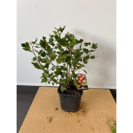 Agrest czerwony-Ribes Hinnonmäki Red Doniczka Ø 19 cm – Wysokość ok. 50 cm