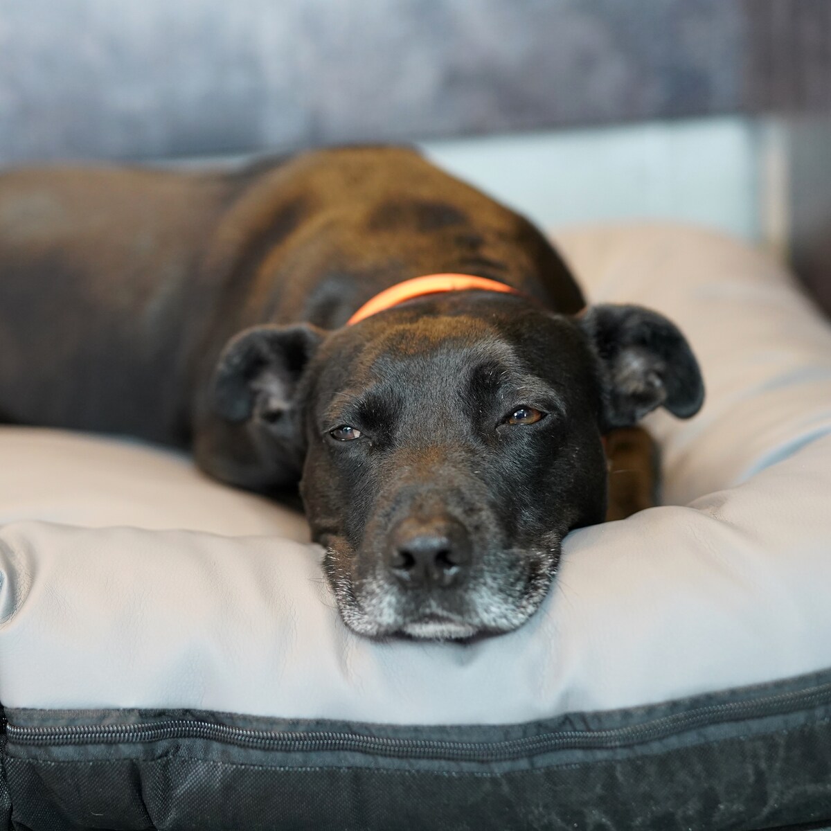 Legowisko Ponton dla psa z eko skóry ELLA, 90x70 cm, Szary