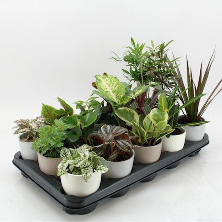 Mix 15 roślin w ceramicznych doniczkach – Ø 10 cm – wysokość 10–30 cm