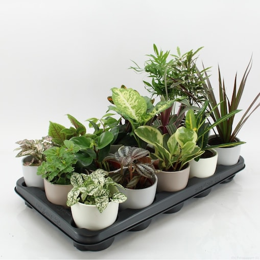 Mix 15 roślin w ceramicznych doniczkach – Ø 10 cm – wysokość 10–30 cm