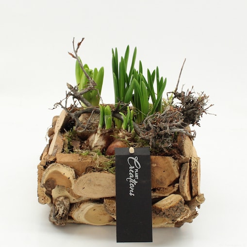 Kompozycja cebulowa z narcyzów, hyiacyntów i muscari Ø20cm wysokość 20-40cm