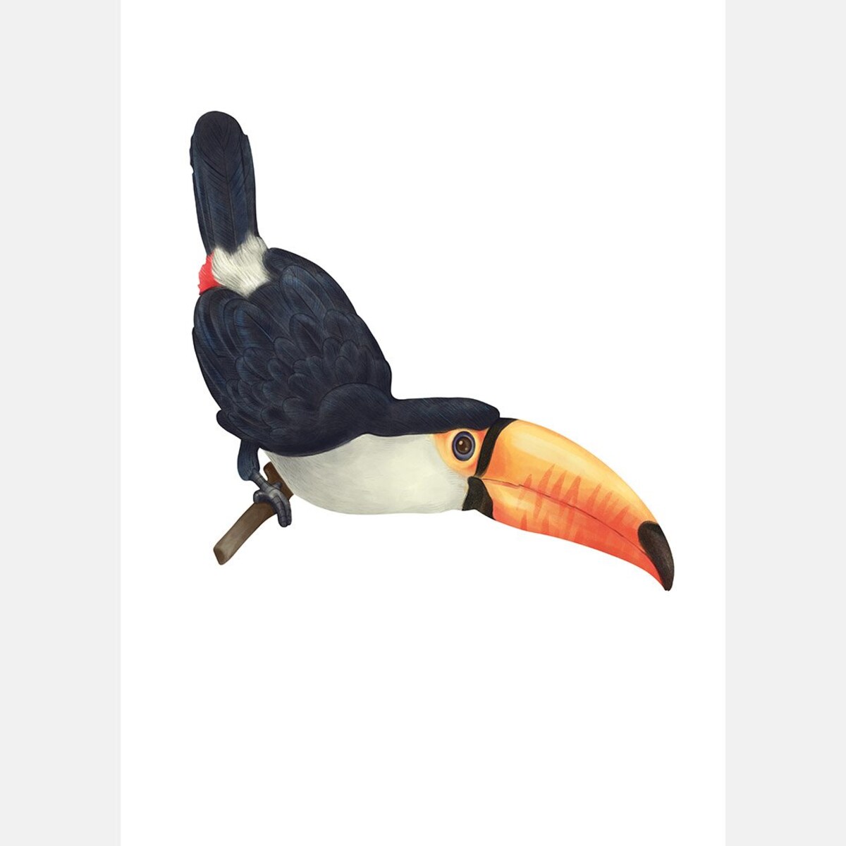 Plakat dla dzieci Tukan 30x40