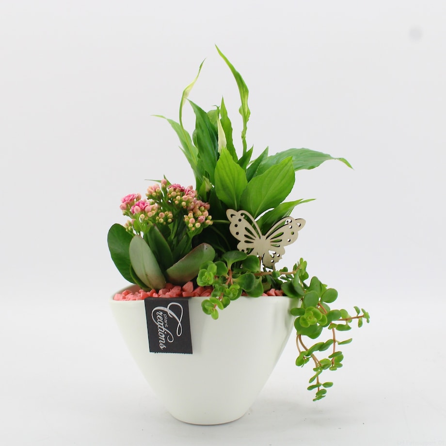 Kompozycja roślinna | ceramiczna doniczka Ø 18 cm | wysokość ok. 35 cm