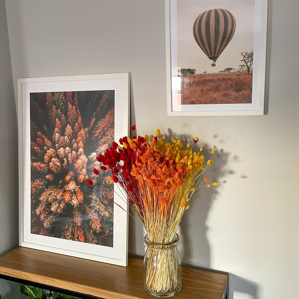 Suszony phalaris pomarańczowy - trawa ozdobna