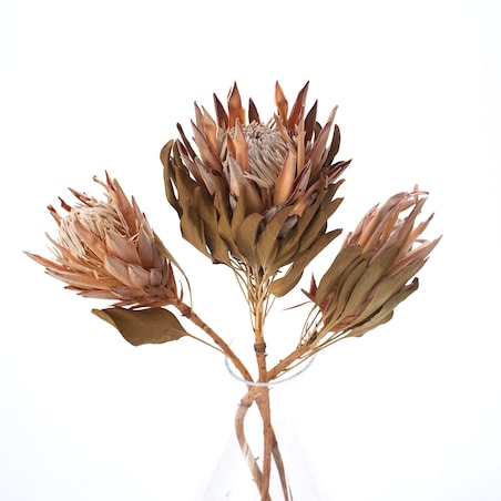 Suszona protea king różowa - kwiaty suszone