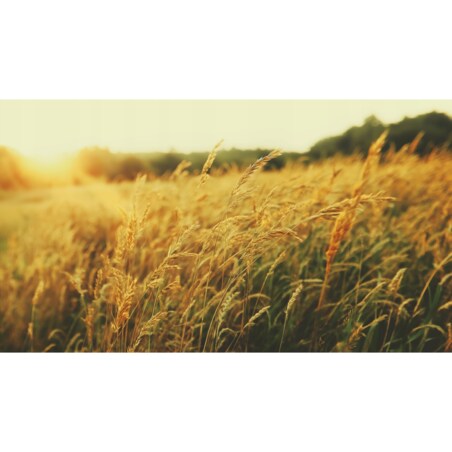 Fototapeta Ft-09-24 Do Sypialni Salonu Tapeta Ścienna 400X280