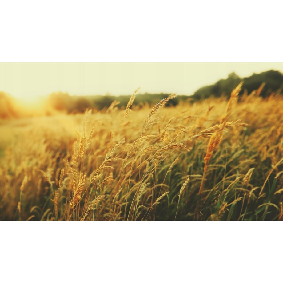 Fototapeta Ft-09-24 Do Sypialni Salonu Tapeta Ścienna 400X280