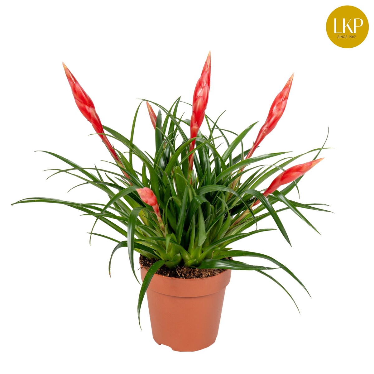 Vriesea Wielokwiatowa Astrid czerwona doniczka 12 cm, wysokość 45 cm