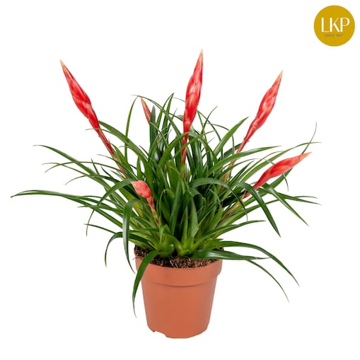 Vriesea Wielokwiatowa Astrid czerwona doniczka 12 cm, wysokość 45 cm