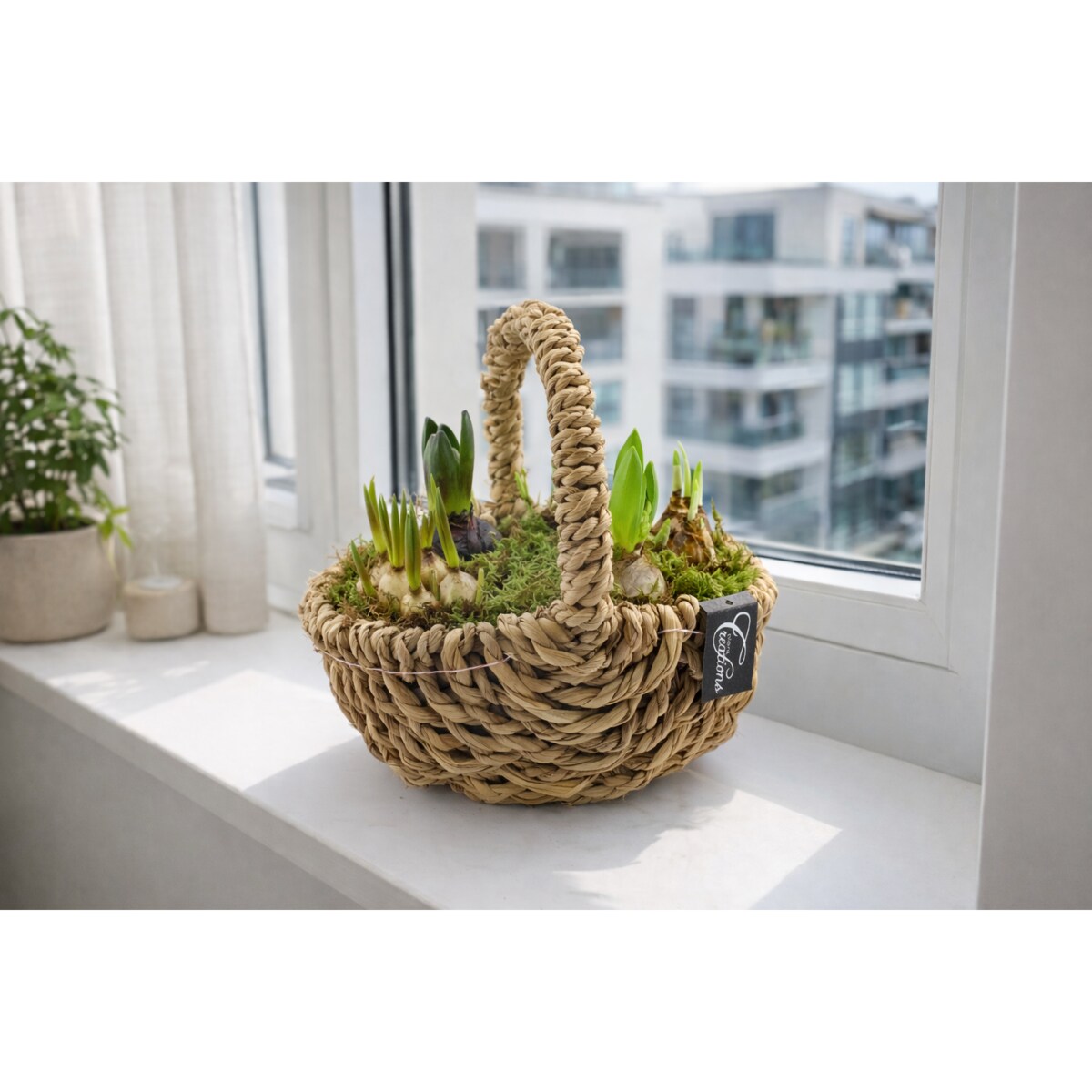 Kompozycja cebulowa z narcyzów, hyiacyntów i muscari Ø30cm wysokość 20-40cm