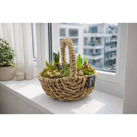 Kompozycja cebulowa z narcyzów, hyiacyntów i muscari Ø30cm wysokość 20-40cm