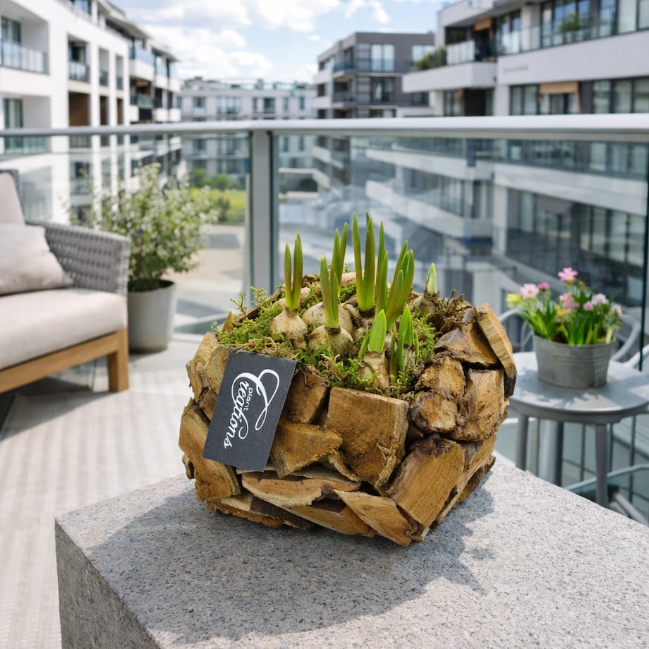 Kompozycja cebulowa doniczka 20cm wysokość 15-40cm - Narcyzy&Muscari