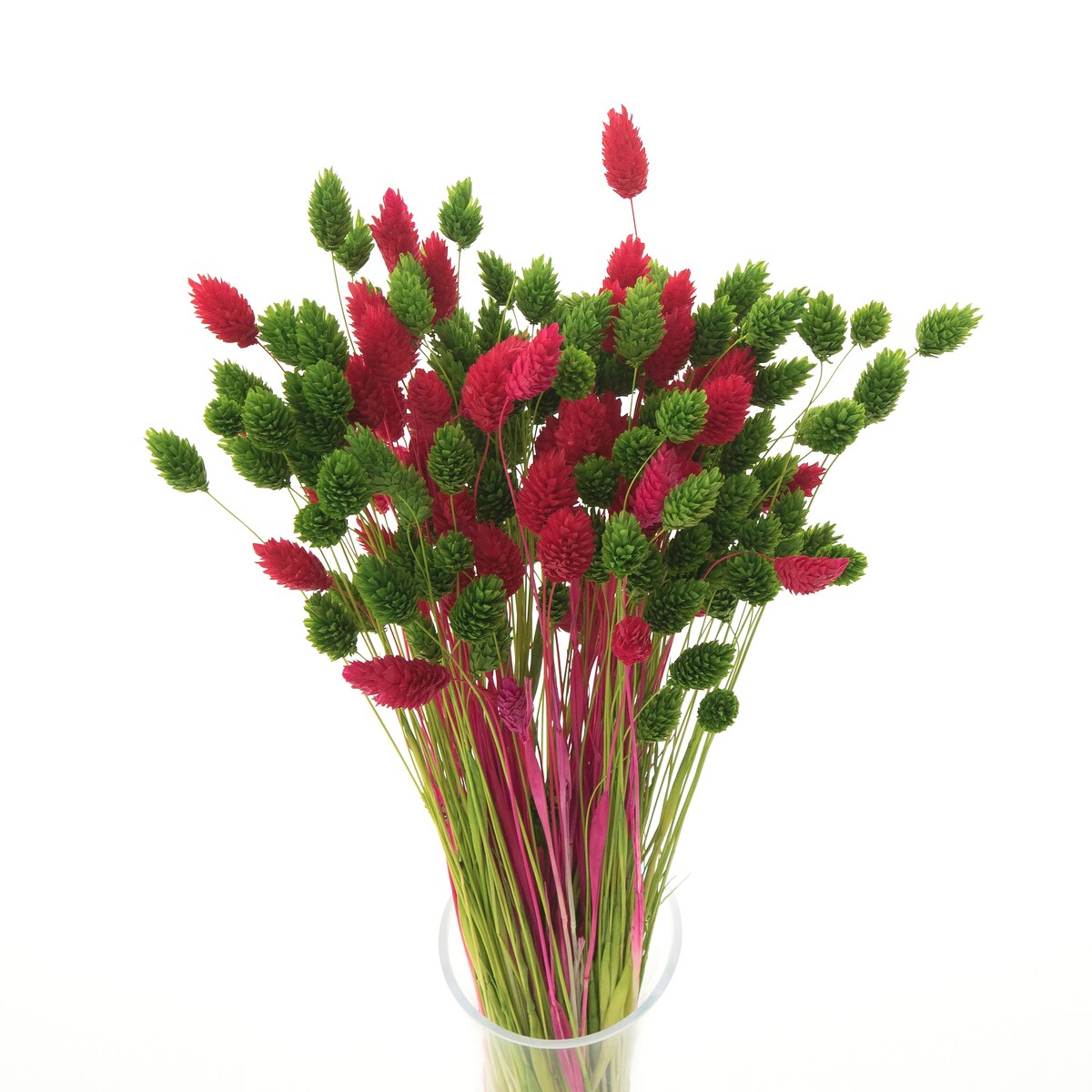 Zestaw suszych traw czerwień & zieleń