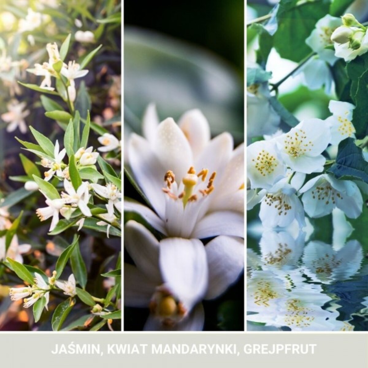 Yankee uzupełniacz elektryczny MIDNIGHT JASMINE