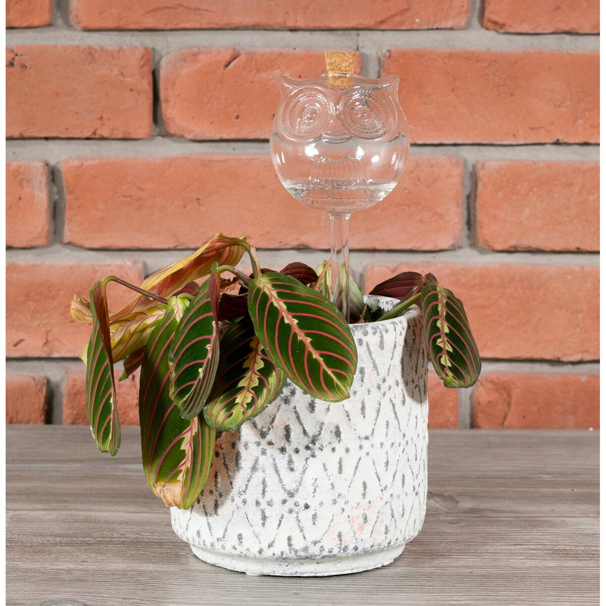 KULA NAWADNIAJĄCA sowa SZKLANA nawadniacz do doniczki kwiatów 220ml