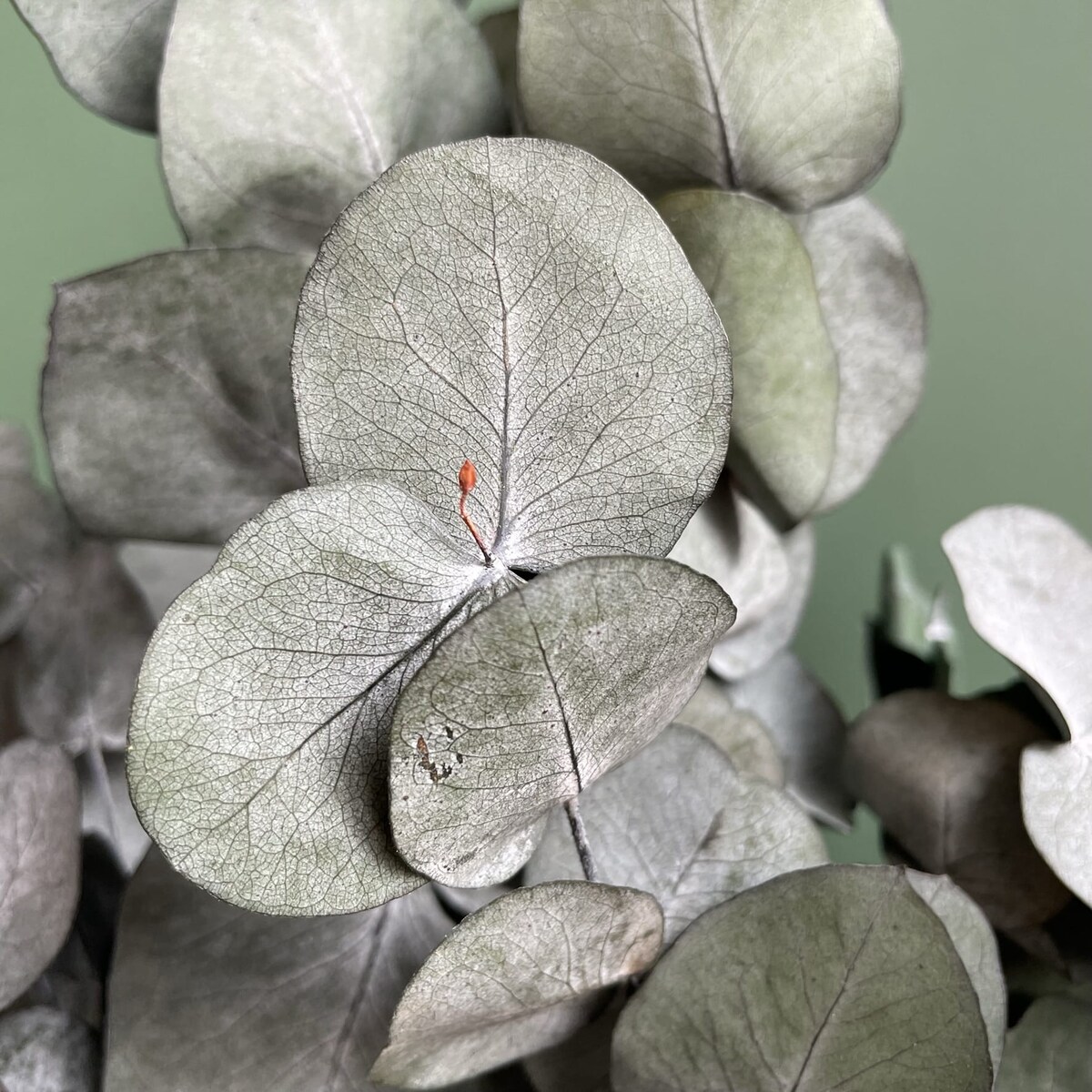 Eukaliptus stabilizowany cinerea