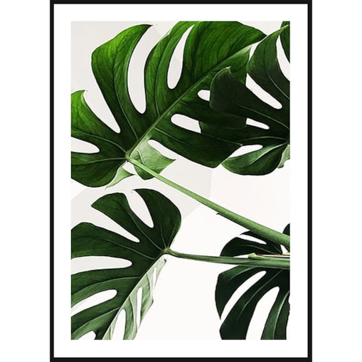 Poster Story, Plakat, Obraz - Monstera Domowa, wymiary 60 x 84 cm