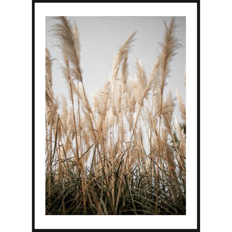 Poster Story, Plakat, Obraz - Trawa Plażowa, wymiary 42 x 60 cm