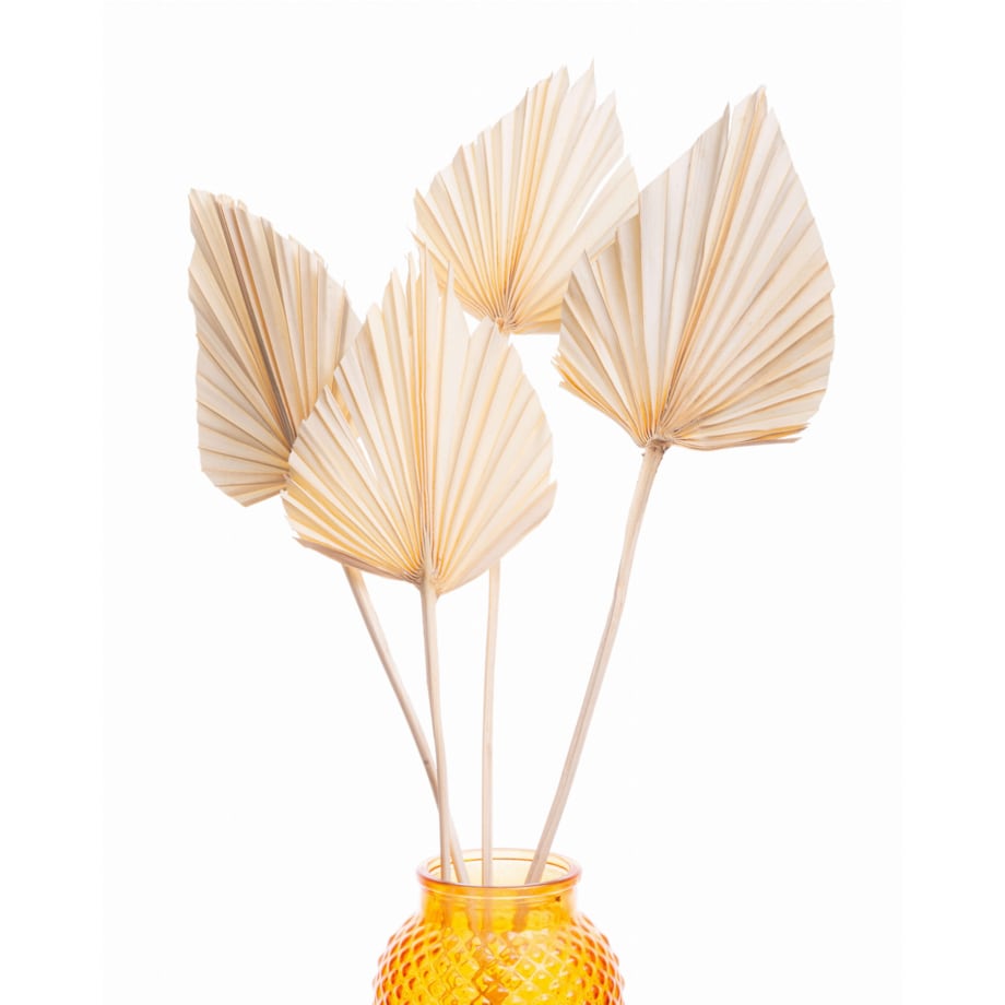 Suszony Liść Palmowy Bielony