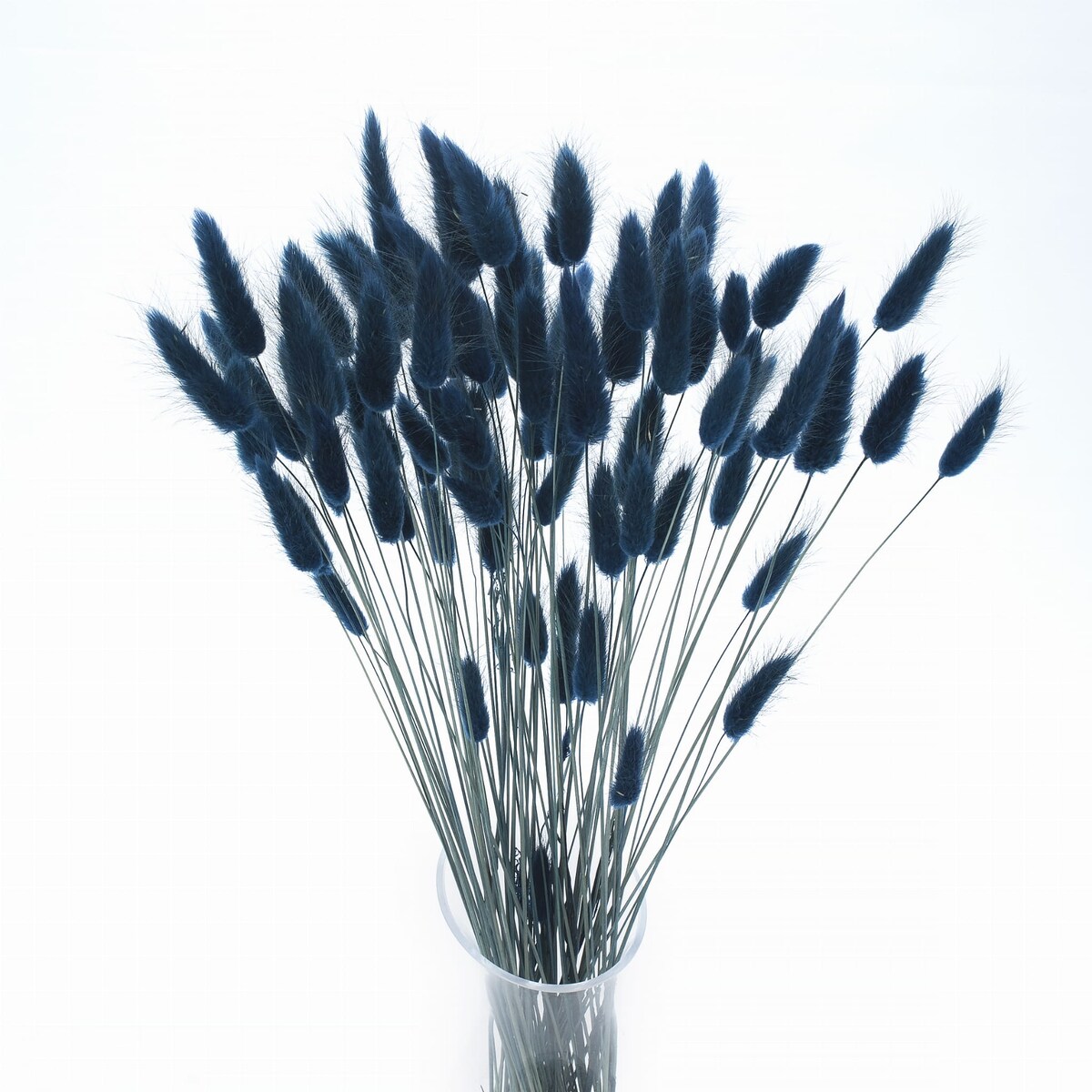 Lagurus Suszony Niebieski - Petrol