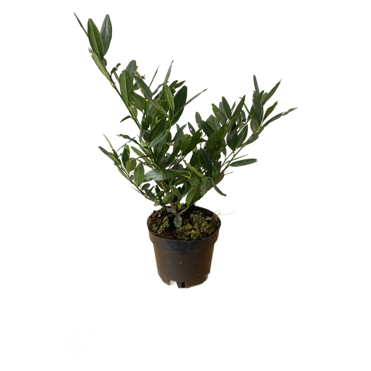 Laurowiśnia – Prunus Otto Luycken Doniczka Ø 19 cm – Wysokość ok. 50 cm