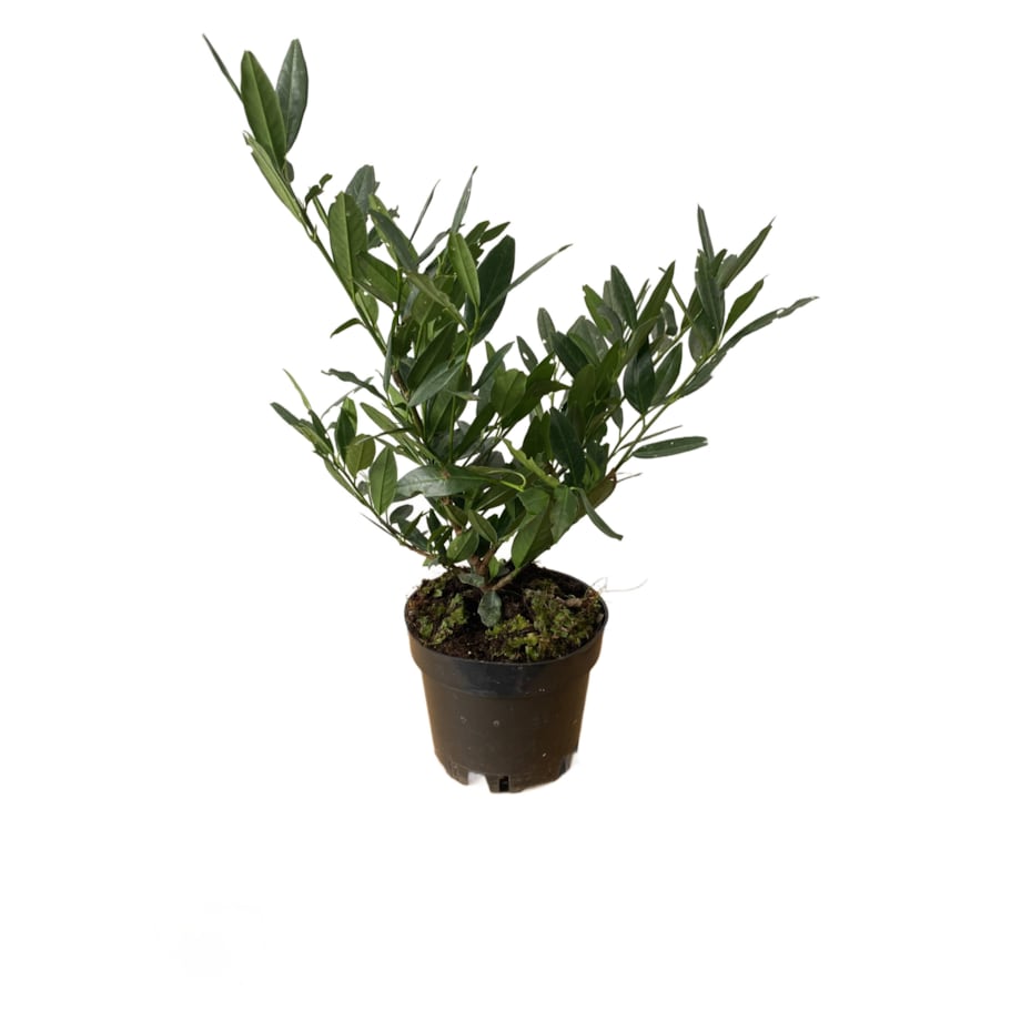 Laurowiśnia – Prunus Otto Luycken Doniczka Ø 19 cm – Wysokość ok. 50 cm