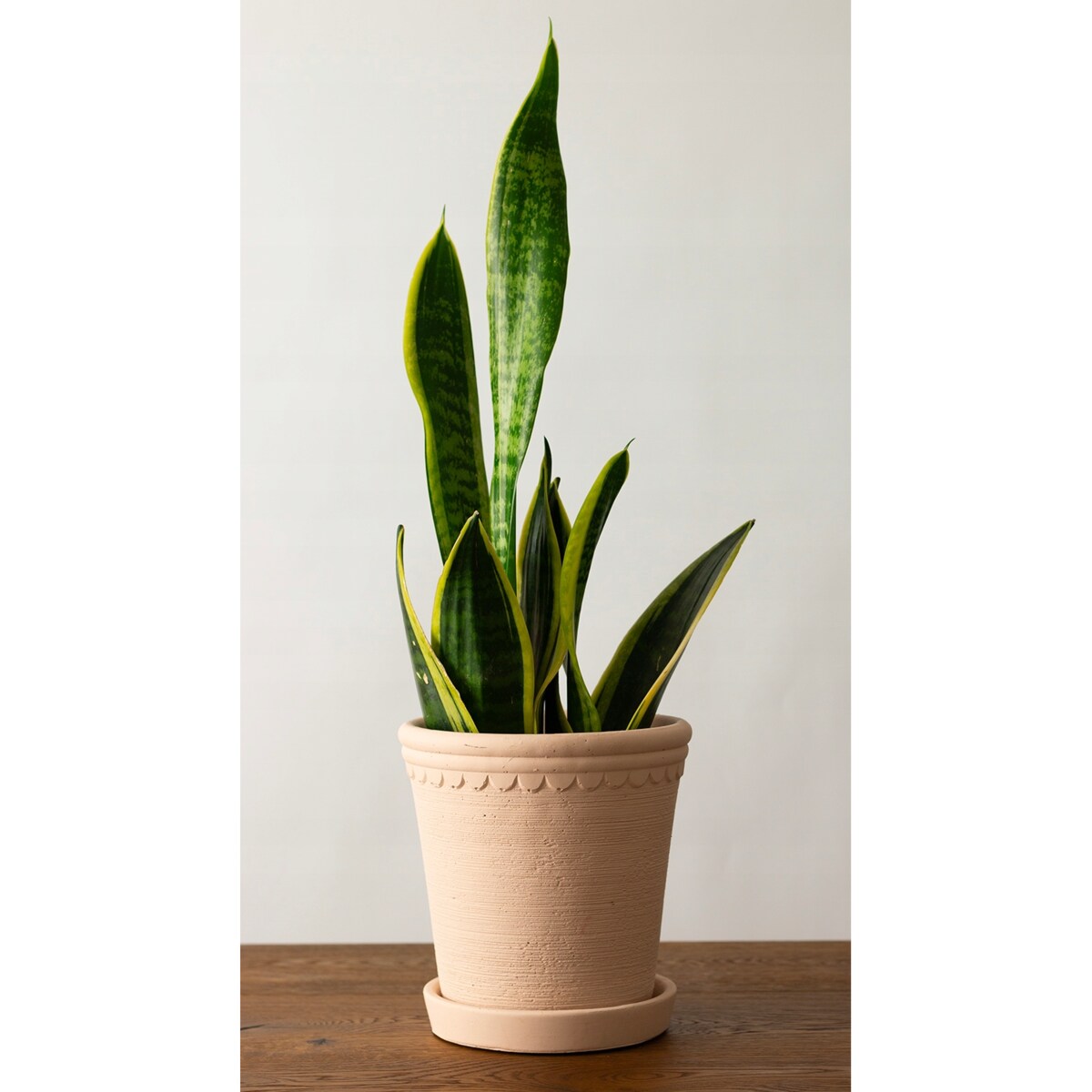DONICZKA OSŁONKA podstawka betonowa beżowa na palmy aloes donica 19cm