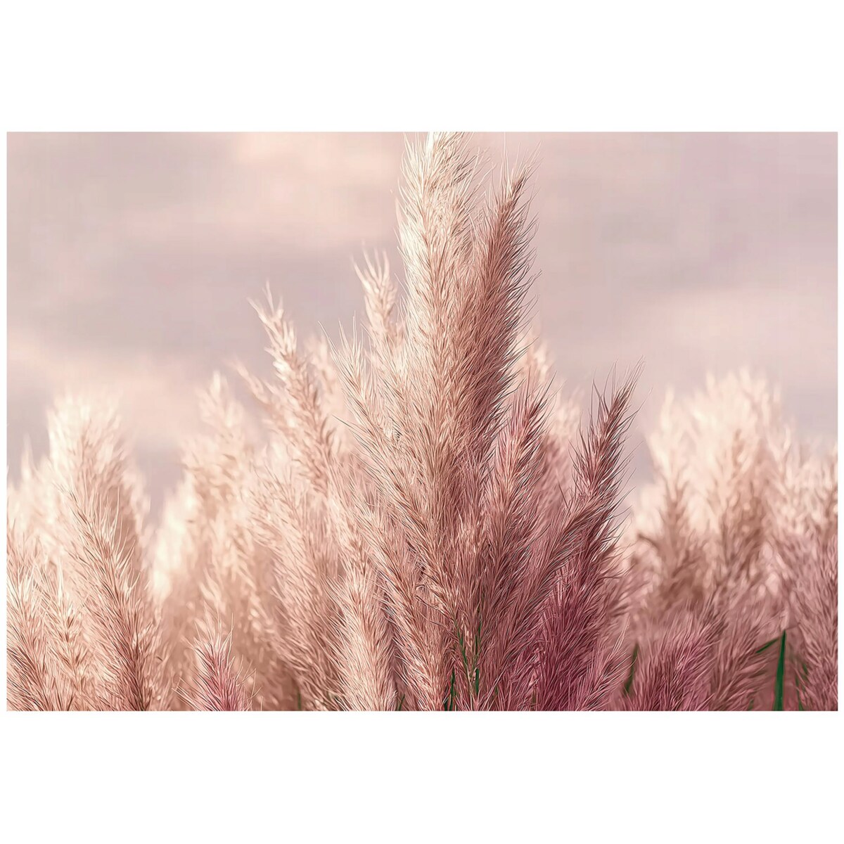 Fototapeta Do Sypialni Salonu Na Flizelinie Trawa pampasowa Natura Różowy 400x280