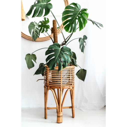 KWIETNIK POLLIE XL NATURALNY