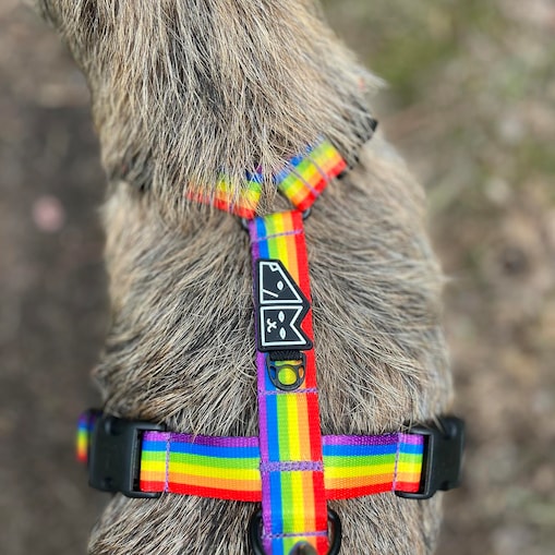 Szelki guard Stay on "Miłość, rowność, gryzaki" - Szerokość taśmy: 25mm, Rozmiar: S