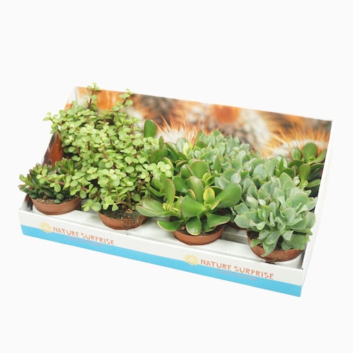 Zestaw 18 roślin Crassula w pudełku prezentowym Ø10,5 cm | Wysokość 20 cm