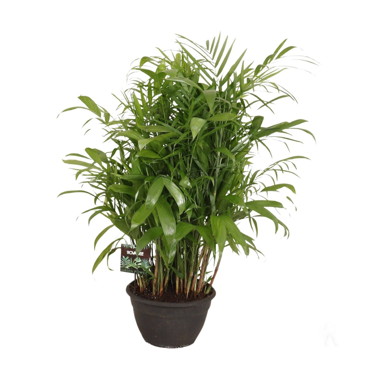 Chamaedorea seifrizii – Palma XXL | Doniczka Ø 35 cm | Wysokość ok. 120 cm