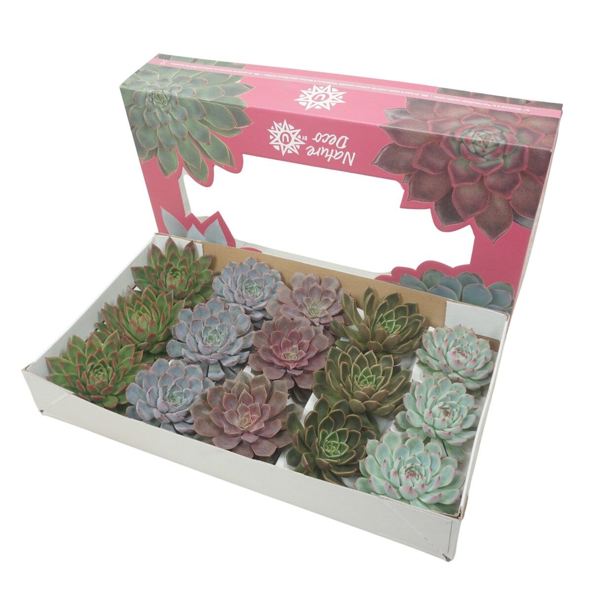 Zestaw 15 roślin – Cięta Echeveria Mix – Ø 11–12 cm