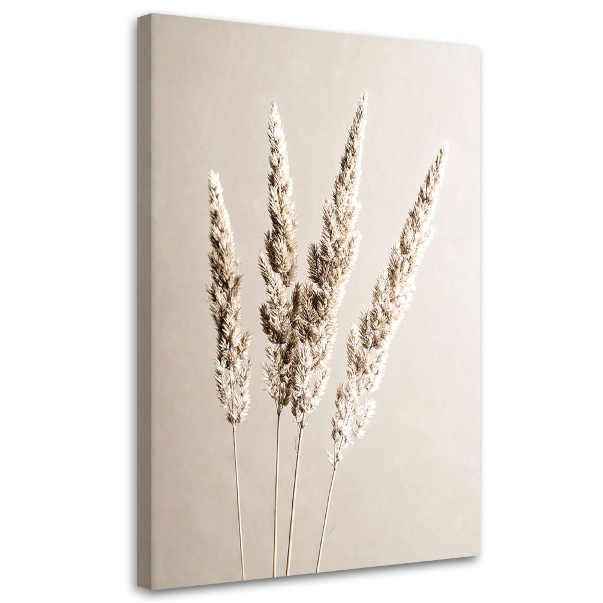 Obraz do salonu kuchni jadalni, Trawa pampasowa rośliny beżowy 60x90