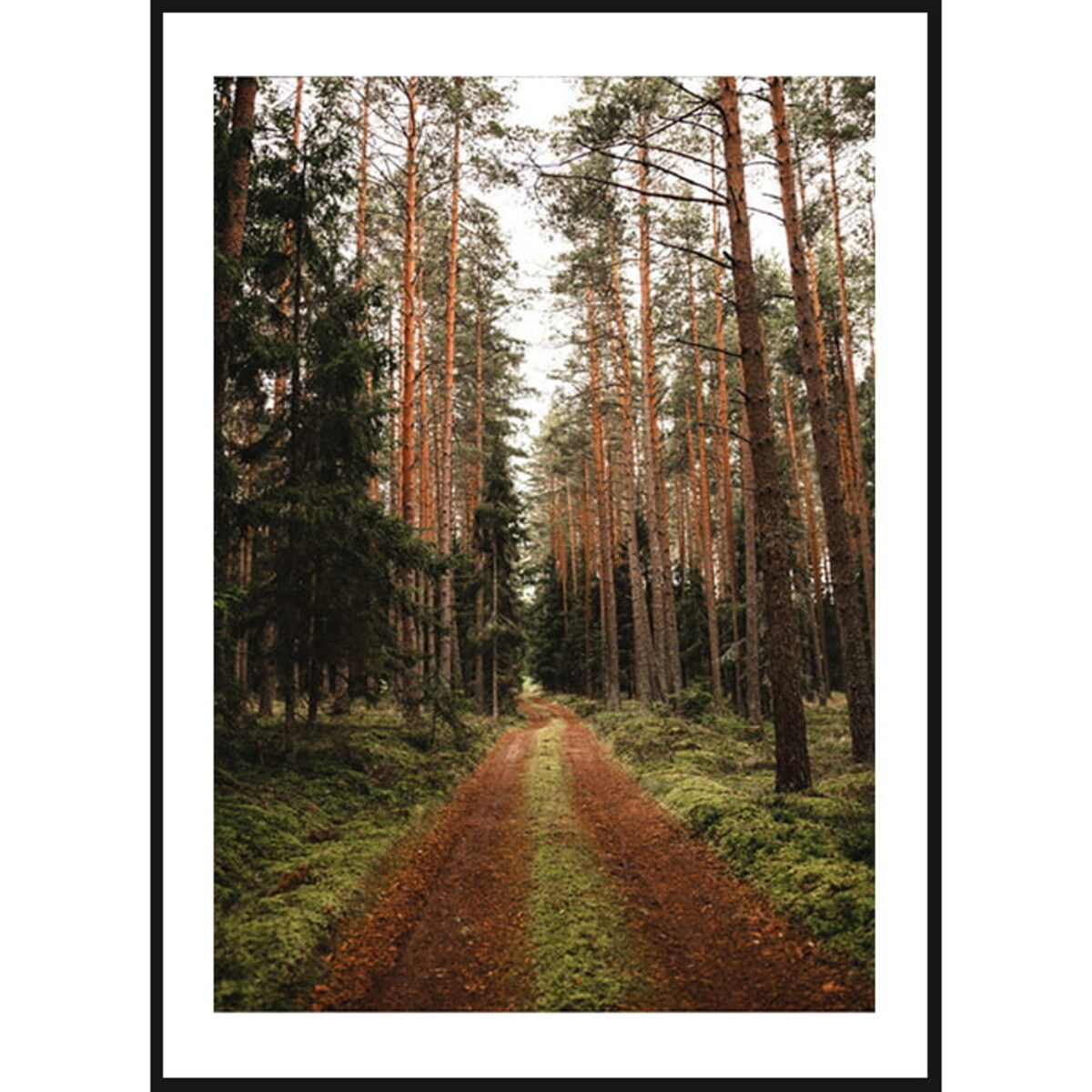 Poster Story, Plakat, Obraz - Leśna Ścieżka, wymiary 30 x 42 cm