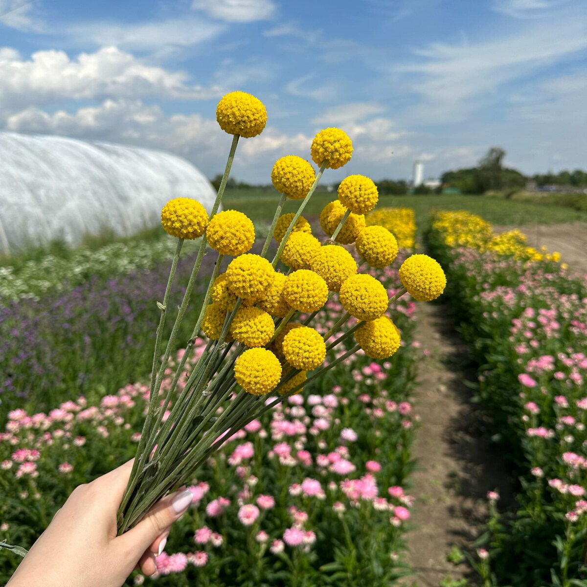 Suszona Kraspedia Naturalna ok. 10-12 szt.