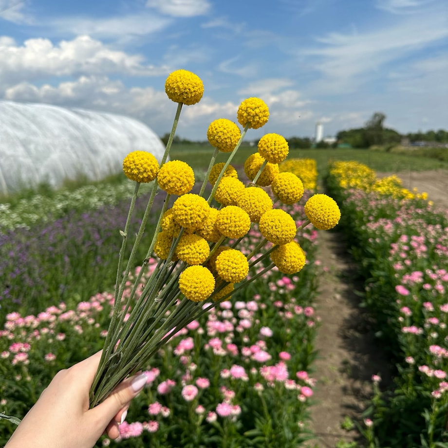 Suszona Kraspedia Naturalna ok. 10-12 szt.